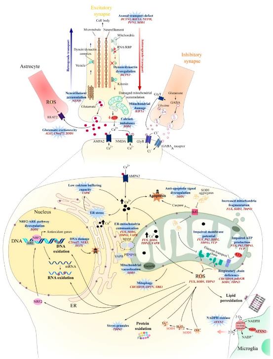 Oxidative stress, mitochondrial dysfunction, axonal transport, and glutamate excitotoxicity in amyotrophic lateral sclerosis (ALS)