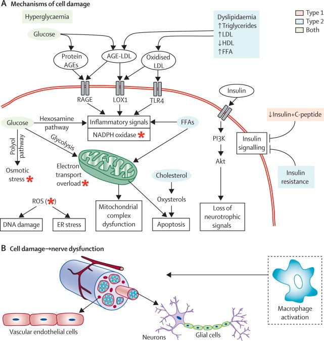 Mechanisms of diabetic neuropathy.