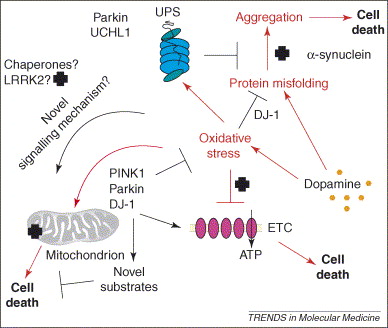 Molecules involved in Parkinson's disease