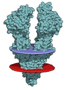 P-glycoprotein 1 (P-gp) transporter protein. - Creative BioMart