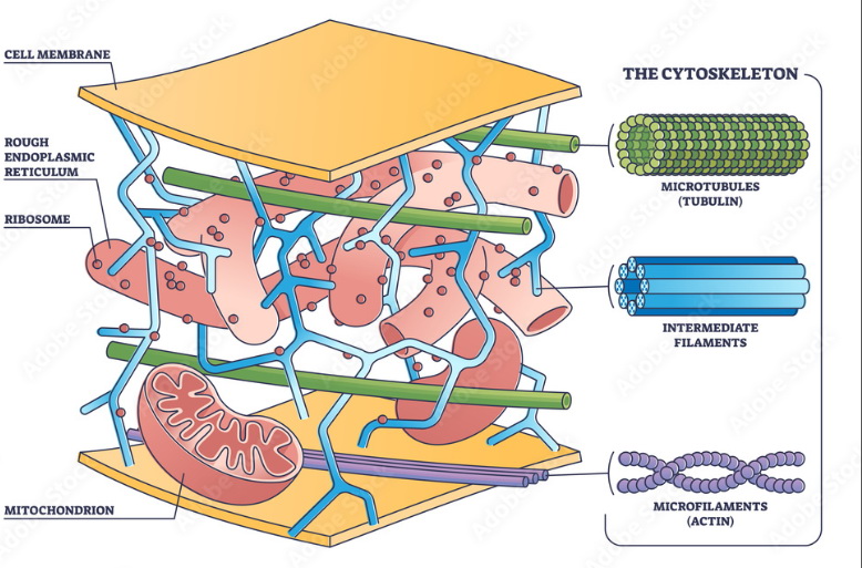 Intermediate Filaments - Creative BioMart