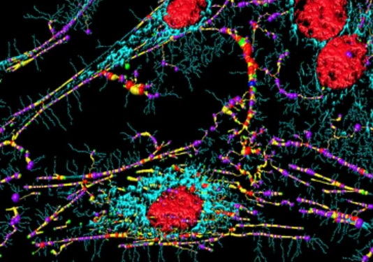 Microfilament-associated Proteins - Creative BioMart