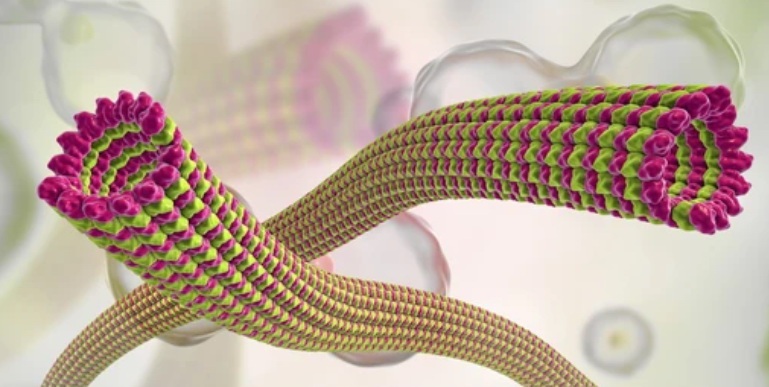 Microtubules - Creative BioMart