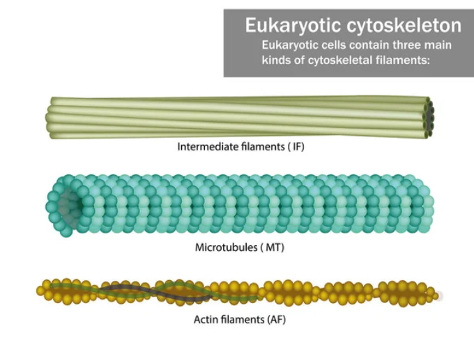Cytoskeletal Filaments - Creative BioMart