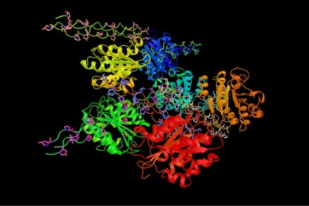 Von willebrand factor (endothelial cell differentiation markers) - Creative BioMart