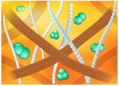 Extracellular Matrix Molecules - Creative BioMart