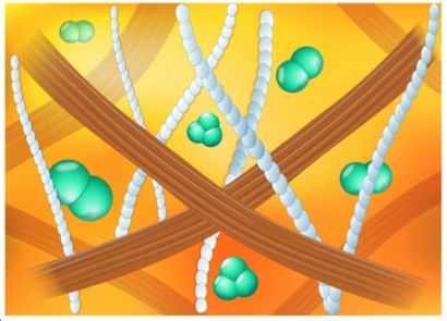 Extracellular Matrix Molecules - Creative BioMart