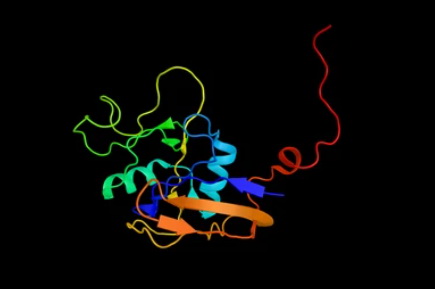 CD44 (Hyaluronan (HA)-binding Proteins) - Creative BioMart