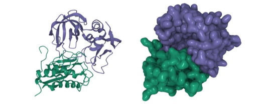 Matrix metalloproteinase-3 (green) and tissue inhibitor of metalloproteinases - 1 (violet) complex. - Creative BioMart