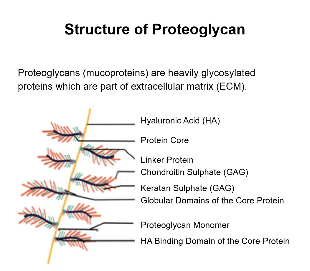 Structure of Proteoglycan - Creative BioMart