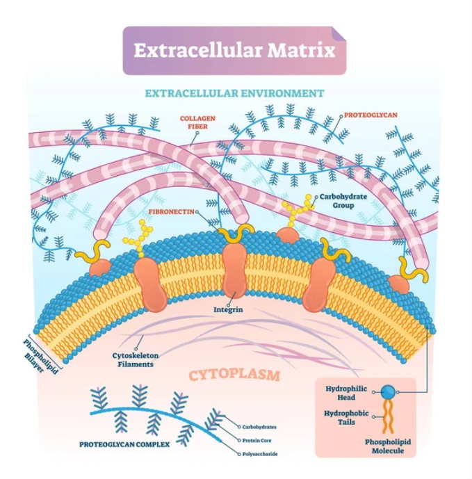 3-7-5-extracellular-matrix-and-related-molecules-1