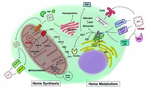 Heme synthesis and catabolism.