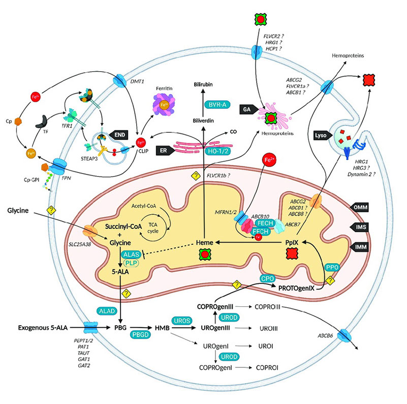 Current vision of the major players of heme metabolism and their interactions.