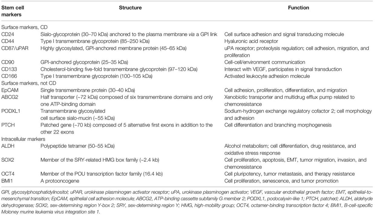 Potential small cell lung cancer stem cell markers, structures, and functions.