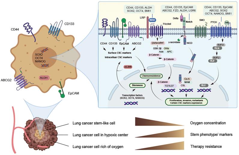 Potential lung cancer stem cell with its markers and major signaling pathways.