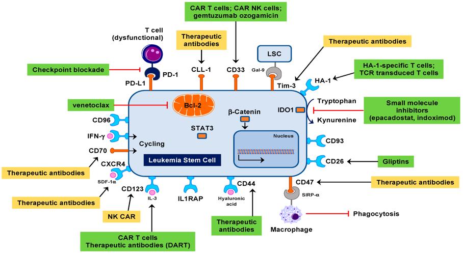 Actionable Targets Expressed in Leukemia Stem Cells