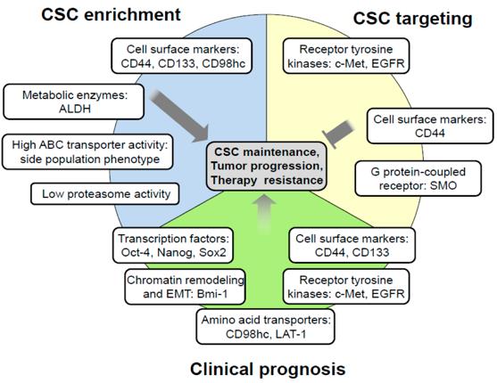 Selected markers for cancer stem cell (CSC) enrichment, targeting and prognostication in head and neck squamous cell carcinoma (HNSCC).