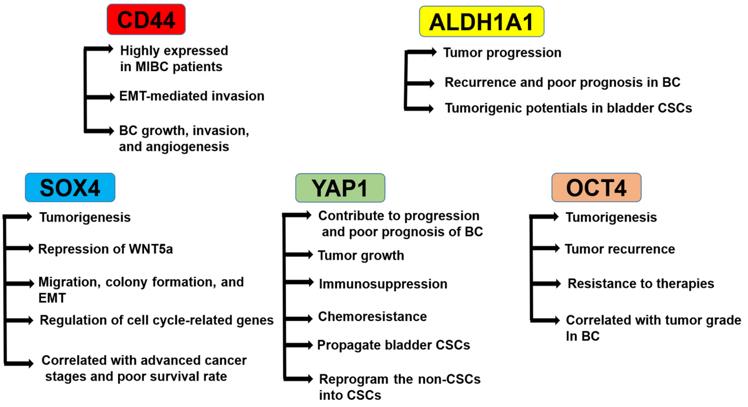 Roles of cancer stem cell markers in bladder cancer.