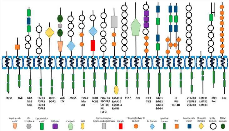 Fig.1 Overview of the domain architecture of the 20 human RTK families. (Critchley WR, et al., 2018)