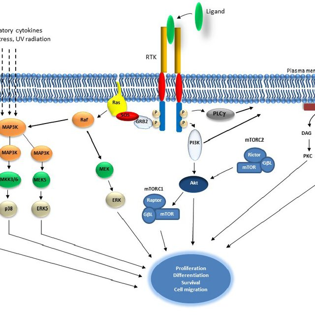 Fig.2 Schematic representation of receptor tyrosine kinase and downstream signaling pathways. (Regad T, 2015)
