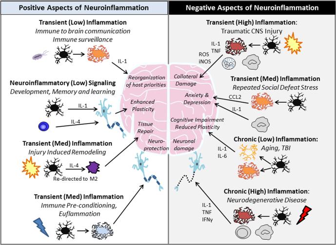 Positive and negative aspects of neuroinflammation. 