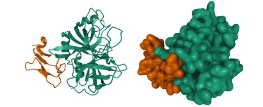 Structure of coagulation factor IXa - Creative BioMart