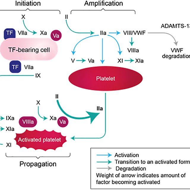 Phases of coagulation.