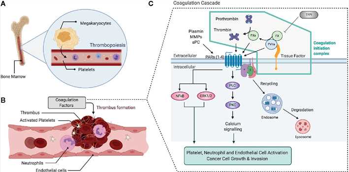 Overview of the coagulation and clotting factor signaling.