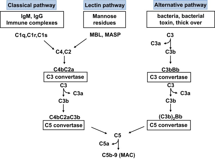 Schematic overview of the complement cascade illustrating the three activation pathways (classical, lectin, and alternative) and the MAC.