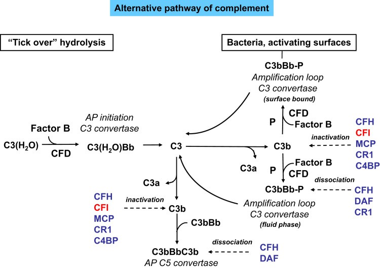 The alternative pathway of complement activation.