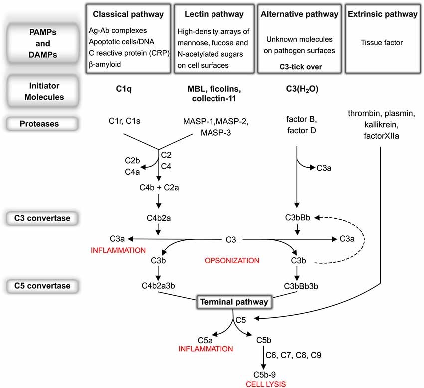 The complement system: an overview.