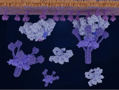 Classical pathway, complement activation: antigen(magenta)-bound immunoglobulin M (IgM, light blue) activates the C1 complex (violet). - Creative BioMart 