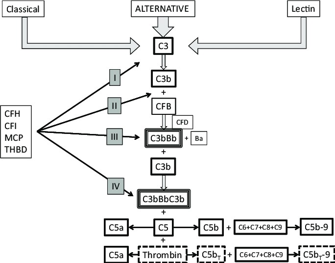 Complement cascade and complement regulatory proteins (CRP)
