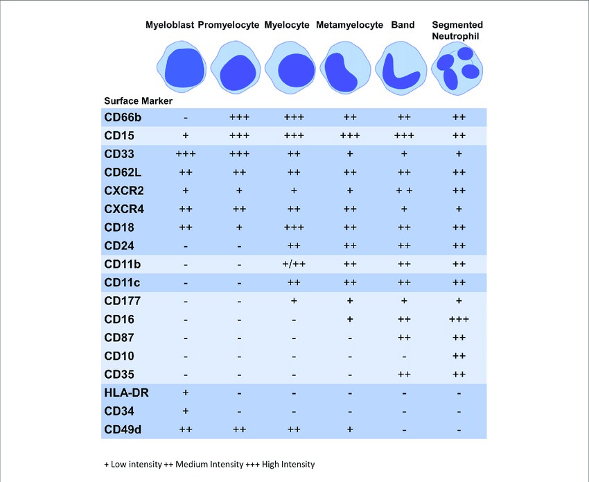 Expression of surface markers during granulopoiesis.