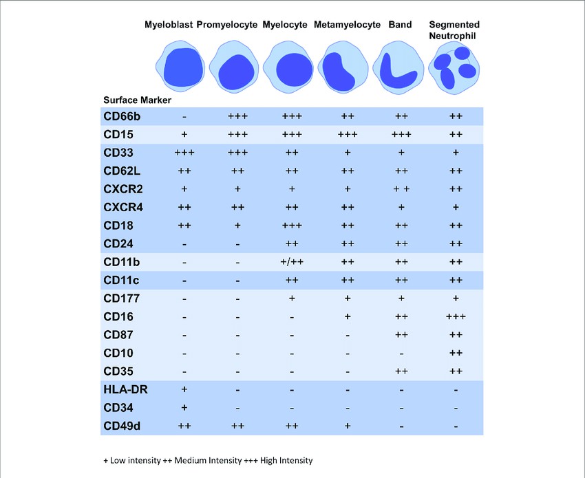 Expression of surface markers during granulopoiesis.