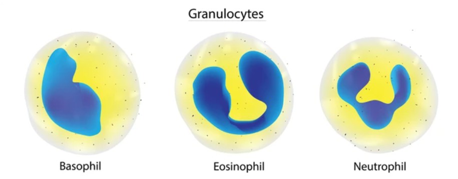 Granulocytes - Creative BioMart 