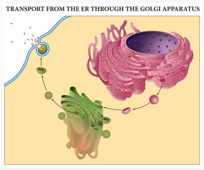 Lysosomal Enzymes - Creative BioMart 