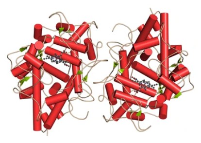 Myeloperoxidase Enzyme Lysosomal Protein - Creative BioMart