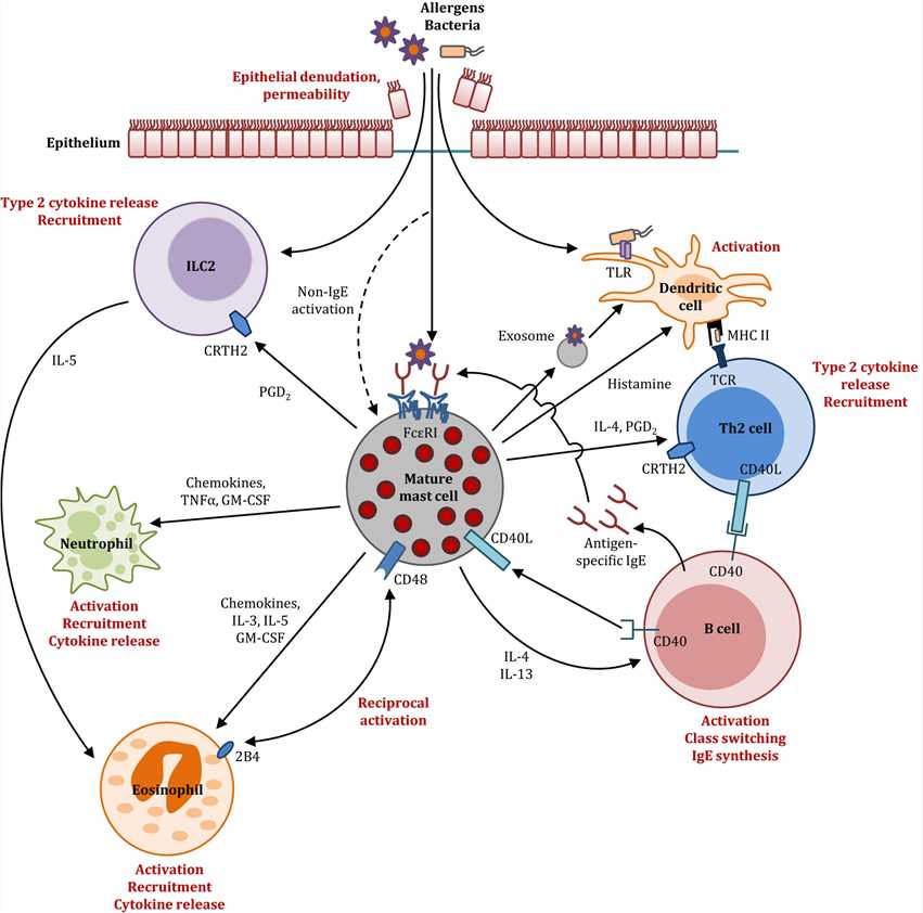 Potential interactions between MCs and airway immune cells. 
