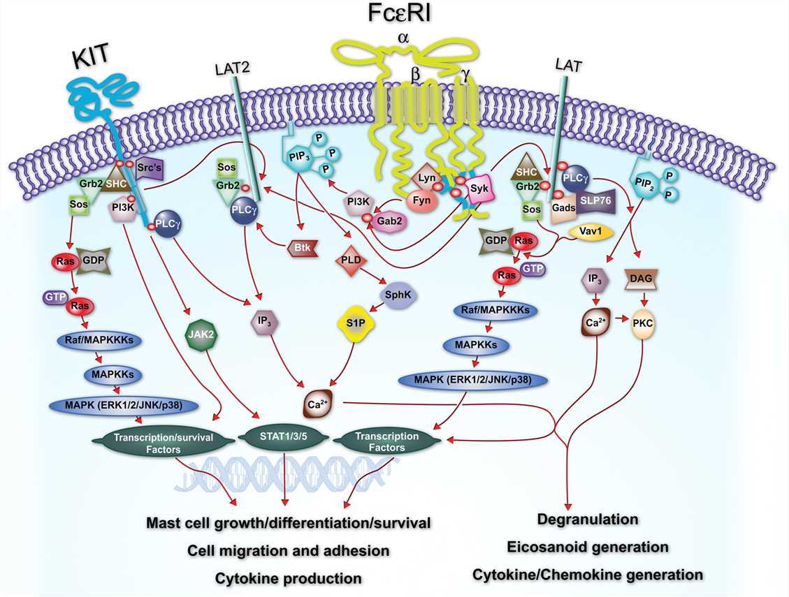 Mechanisms of mast cell signaling in anaphylaxis.