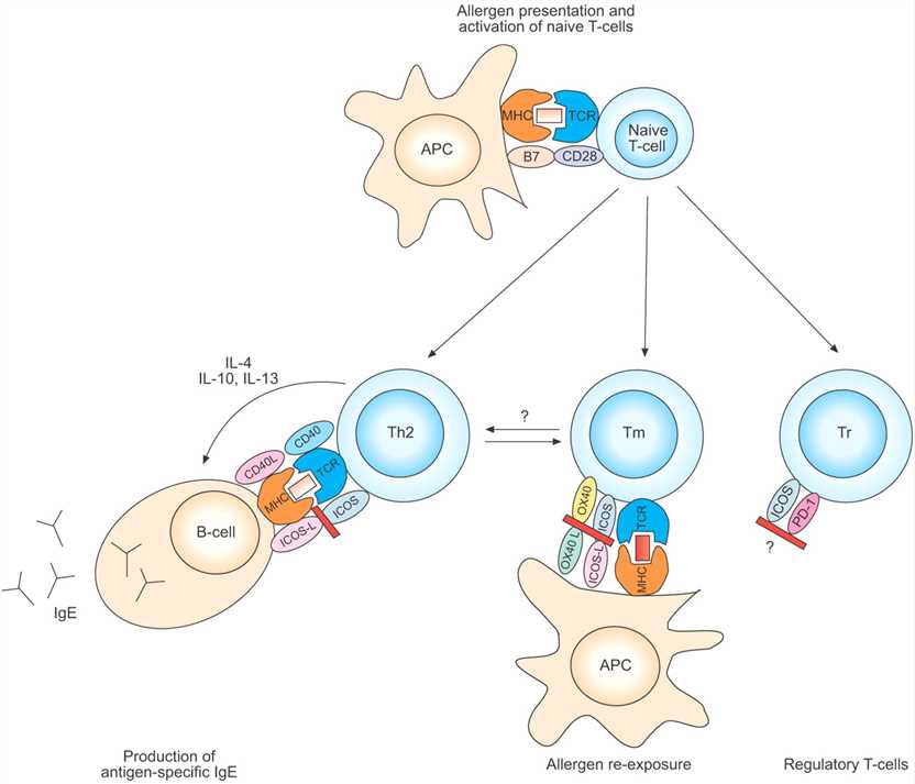 Blockade of co-stimulatory molecules in allergic airway inflammation.