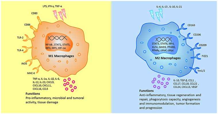 The different stumili, surface markers, secreted cytokines, and biological functions between M1 and M2 macrophages were summarized. 