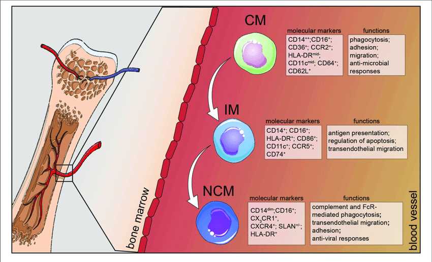 Human monocyte subsets in health.