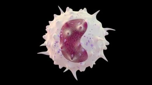 White blood cell monocyte - Creative BioMart