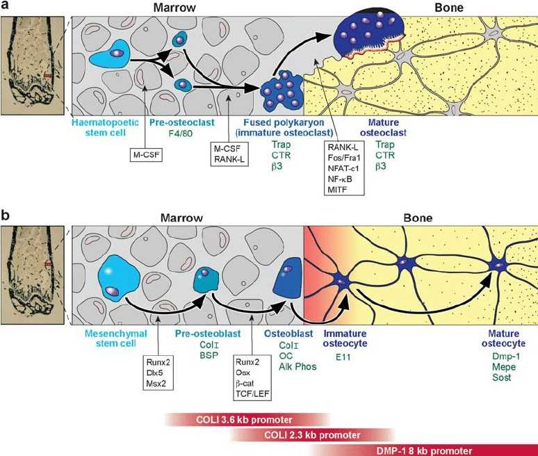 Lineage of osteoclasts and osteoblasts.