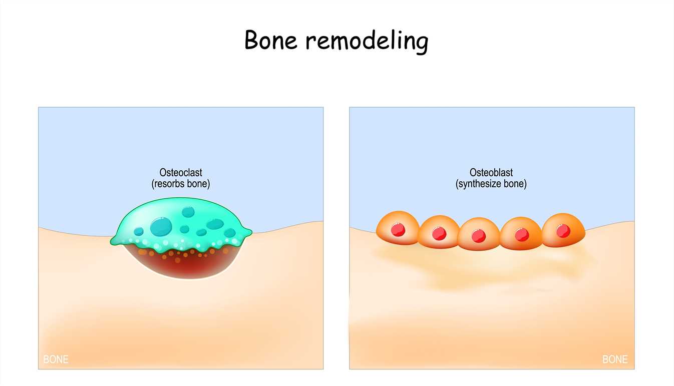 Osteoblast and Osteoclast - Creative BioMart 