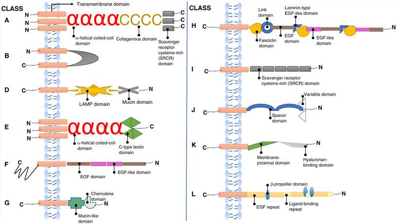 Illustrative cartoons of the structures of the different classes of scavenger receptors.