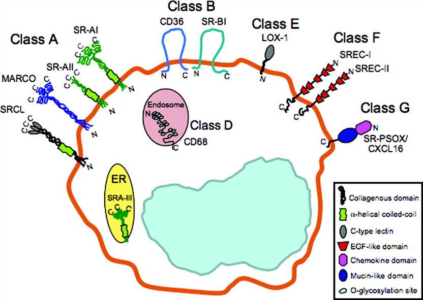 Osteoblast and Osteoclast - Creative BioMart 