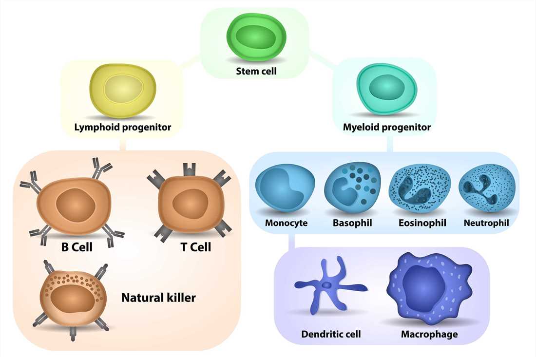 Myeloid Cell - Creative BioMart 