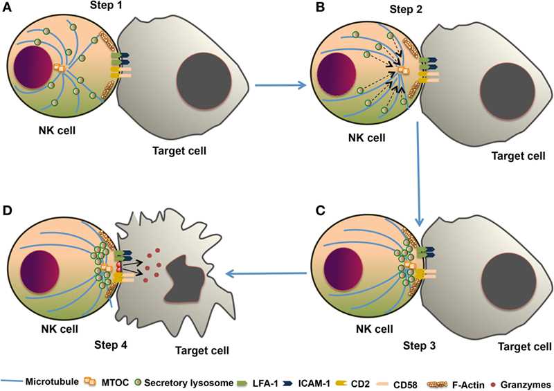 The cytotoxic response of natural killer (NK) cells. 